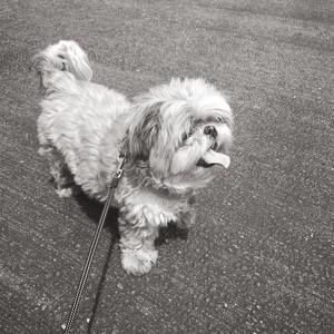 Meet your Posher, Ada